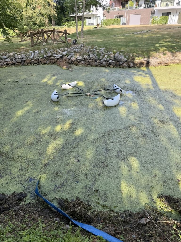Plan d'eau avant intervention, entièrement recouvert de lentilles