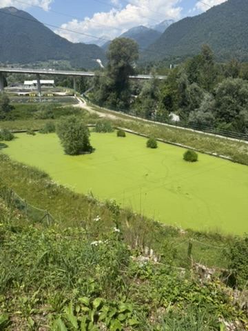 Étang recouvert de lentilles d'eau, vue d'ensemble avant intervention AQUIKLIN